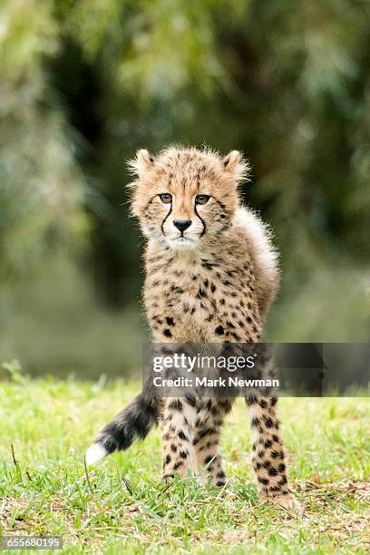 cheetah babies - cheetah print stock pictures, royalty-free photos & images