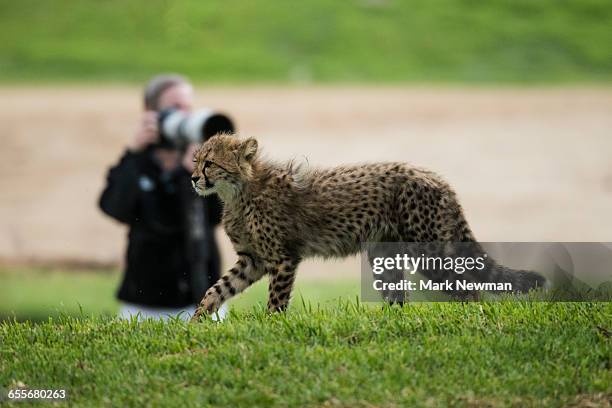 photographer and cheetah cub - cheetah print stock pictures, royalty-free photos & images