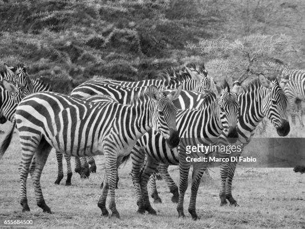 zebras in the rain - striato stock pictures, royalty-free photos & images