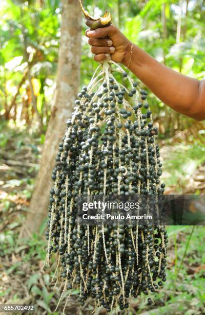 acai berries in the amazon rainforest,brazil - acai ストックフォトと画像