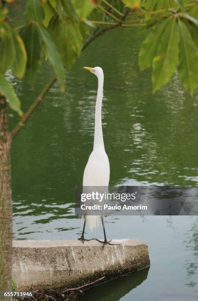 great-white heron in amazon rainforest,brazil - água fotografías e imágenes de stock