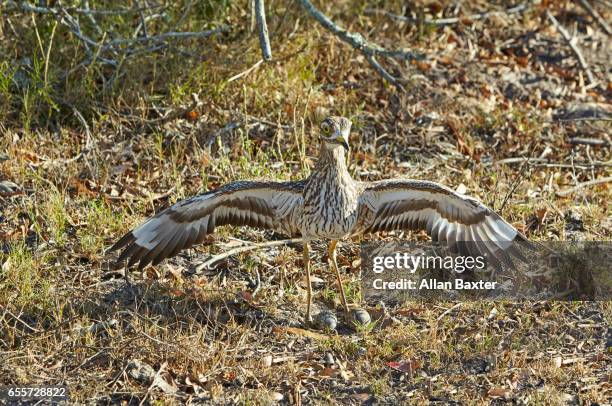 spotted thick-knee (burins capensis) protecting eggs - spotted thick knee stock pictures, royalty-free photos & images