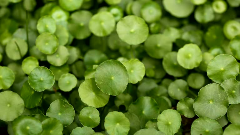 419 Floral Border Elements Stock Videos, Footage, & 4K Video Clips ...