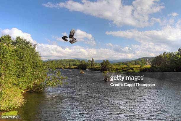 blue jay flying and androscoggin river in milan, new hampshire. - albero maestro foto e immagini stock