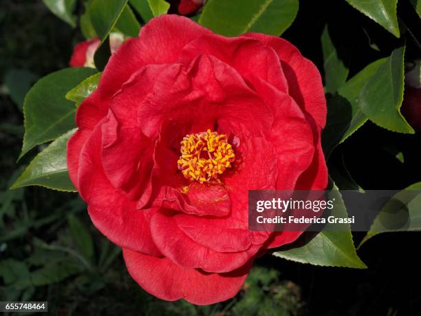 'greensboro red' camellia japonica - camellia japonica stock pictures, royalty-free photos & images