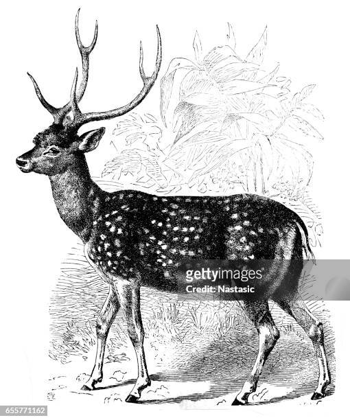 chital (axis axis) - spotted deer stock illustrations