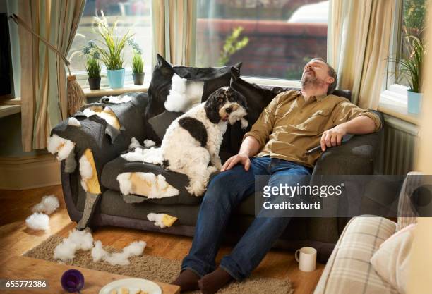 man's best friend - messy dog stock pictures, royalty-free photos & images