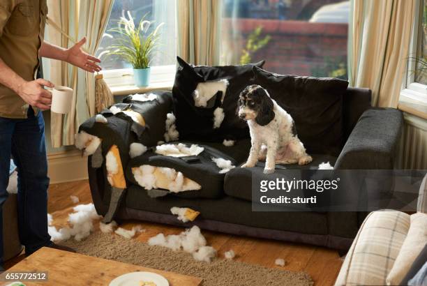 man's best friend - damaged stock pictures, royalty-free photos & images