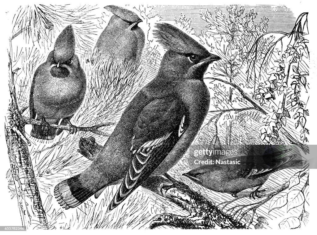 Bohemian Waxwing (Ampelis garrulus)