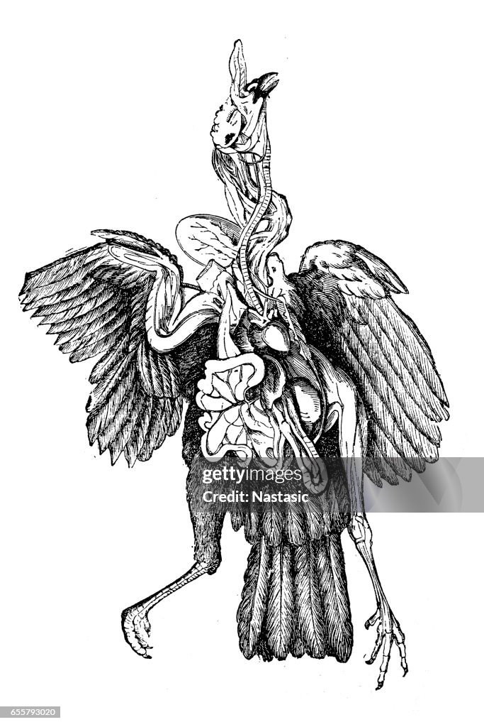 Turkey anatomy
