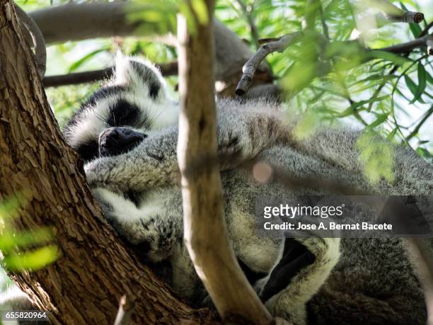 black-and-white ruffed lemur, young animal slept on a tree,  (varecia variegata) - collared lemur stock pictures, royalty-free photos & images