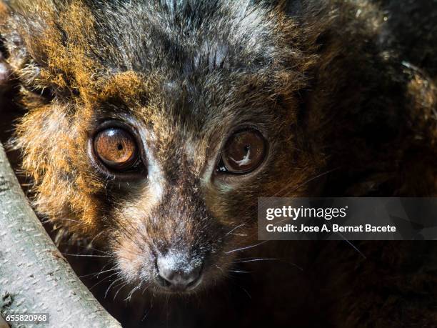 red ruffed lemur eyes close up on a tree. - collared lemur stock pictures, royalty-free photos & images