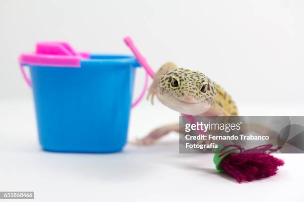 animal with bucketful and cleaning equipment standing in a domestic room. - leopard gecko stockfoto's en -beelden