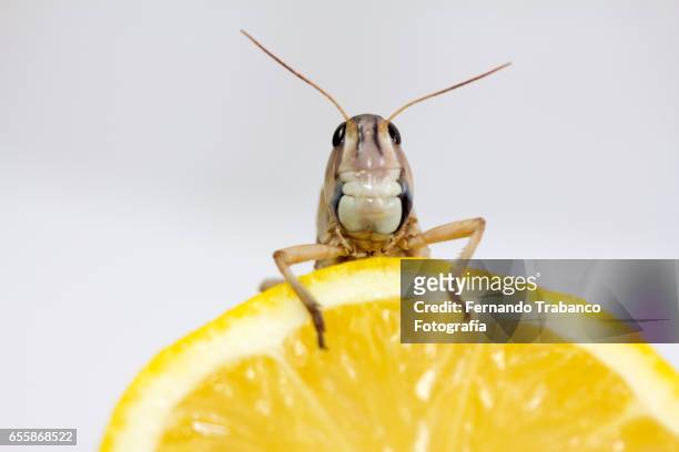 insect eat a  lemon - cricket bug stock pictures, royalty-free photos & images