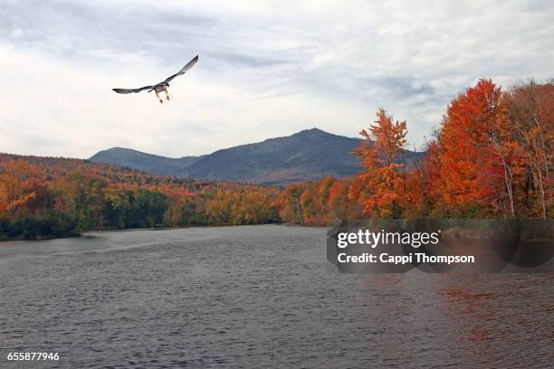 falcon flying up river - river androscoggin stock pictures, royalty-free photos & images