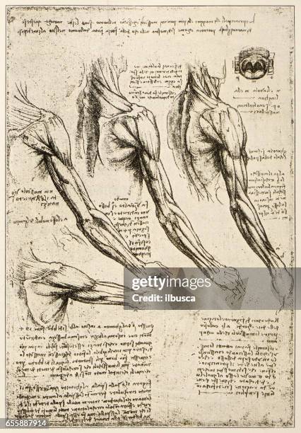 skizzen und zeichnungen von leonardo da vinci: anatomie armmuskeln - anatomy stock-grafiken, -clipart, -cartoons und -symbole