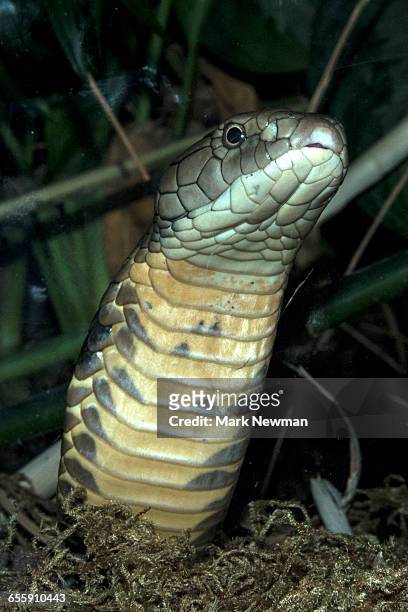 king cobra - king cobra stock pictures, royalty-free photos & images