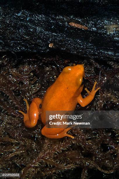 golden mantella - mantella stock pictures, royalty-free photos & images