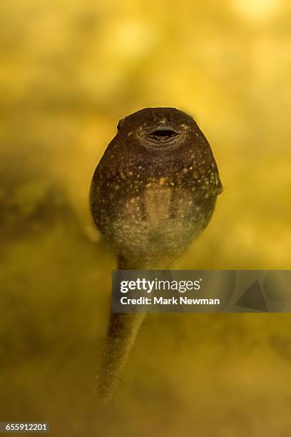 tadpole of lowland leopard frog - leopard frog ストックフォトと画像