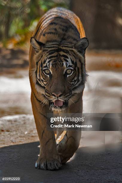 malayan tiger - malayan tiger stock pictures, royalty-free photos & images