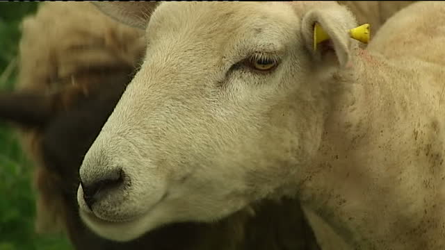 Rustelling 14 Cattle Rustling Stock Videos, Footage, & 4K Video Clips - Getty Images