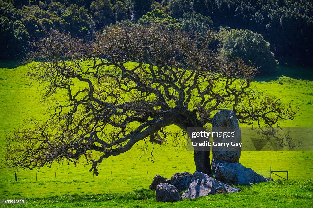 Oak Tree And Rock