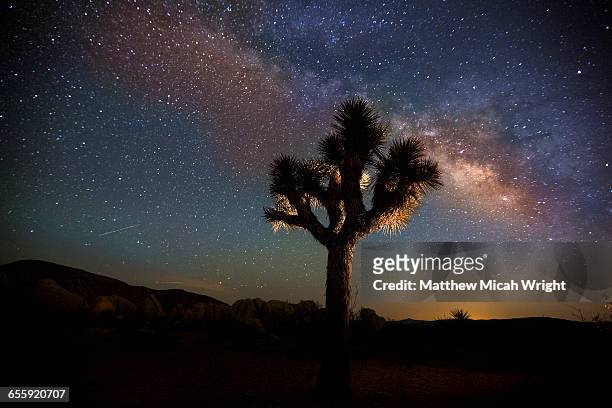 clear starry nights over joshua tree. - joshua tree stock pictures, royalty-free photos & images