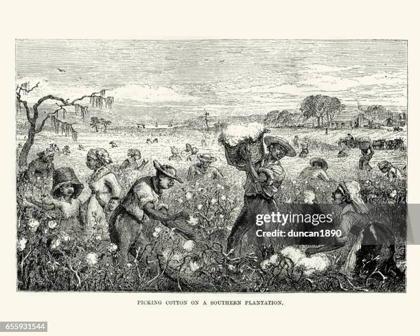 workers picking cotton on a southern plantation - cotton plant stock illustrations