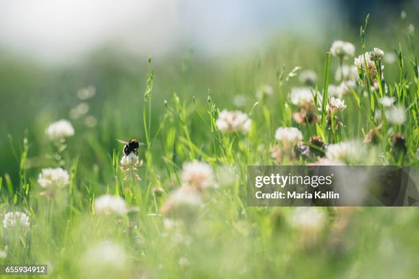 bumblebee pollinating flowers in lawn - bijen stockfoto's en -beelden