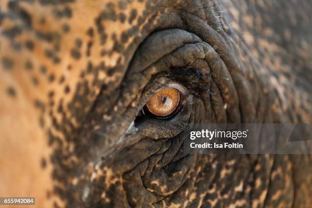 An Elephant's eye of an indian elephant seen near the Khao Yai national park on March 19, 2017 in Pak Chong, Thailand.