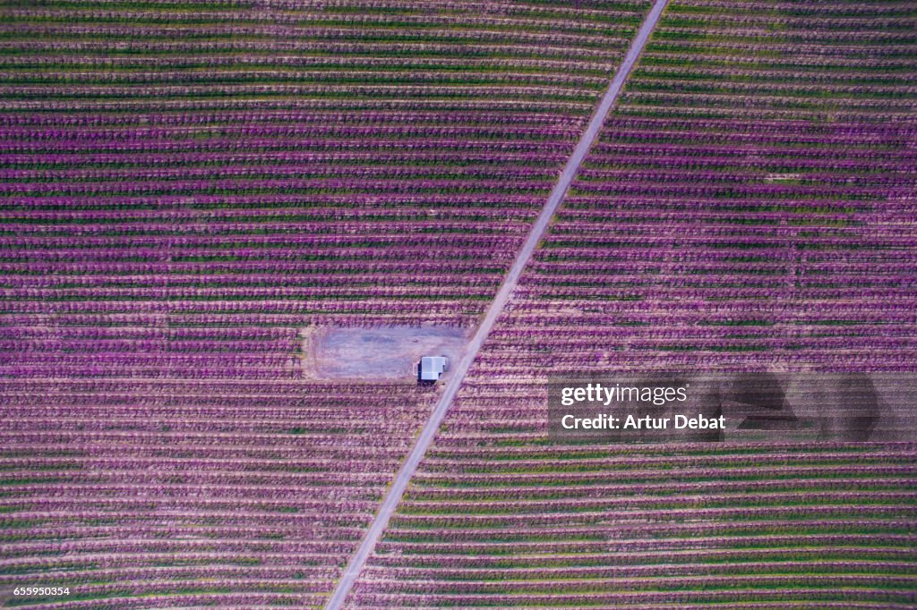 Aerial picture taken with drone of a beautiful long straight road crossing in diagonal  the beautiful blooming trees during spring time in the Catalonia countryside with stunning landscape.