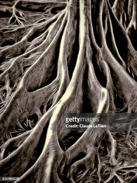 giant fig tree - balboa park stock pictures, royalty-free photos & images