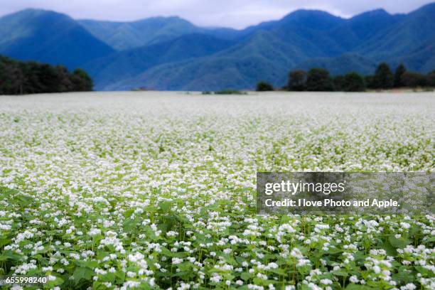 fotos e imágenes de Campos De Flores Blancas - Getty Images fotos e imágenes de Campos De Flores Blancas - Getty Images