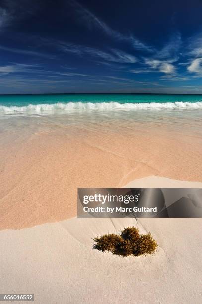 pink sands beach, harbour island, bahamas - isla harbor fotografías e imágenes de stock