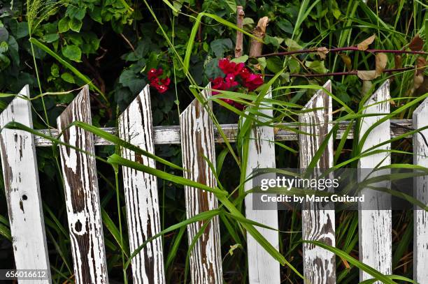 old picket fence, dunmore town, harbour island, bahamas - dunmore town stock pictures, royalty-free photos & images