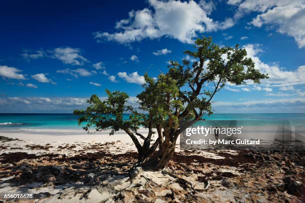 a lone tree on pink sands beach, harbour island, eleuthera, bahamas - harbor island bahamas stock pictures, royalty-free photos & images