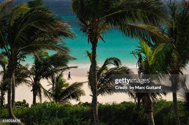 two women walking among palm trees, harbour island, bahamas - harbor island bahamas stock-fotos und bilder