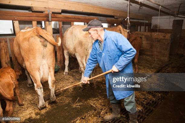dairy farmer cleans barn with simmental cows in bernese oberland switzerland - abondance stock pictures, royalty-free photos & images