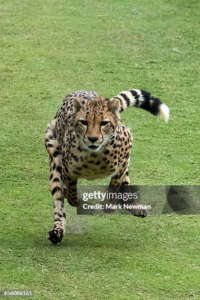 cheetah running top speed - cheetah stock pictures, royalty-free photos & images