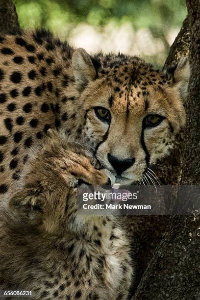 cheetah mother and cub - cheetah print stock pictures, royalty-free photos & images