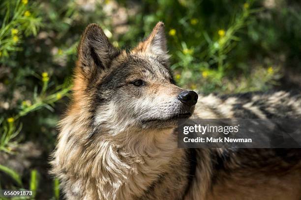 mexican wolf - lobo ストックフォトと画像