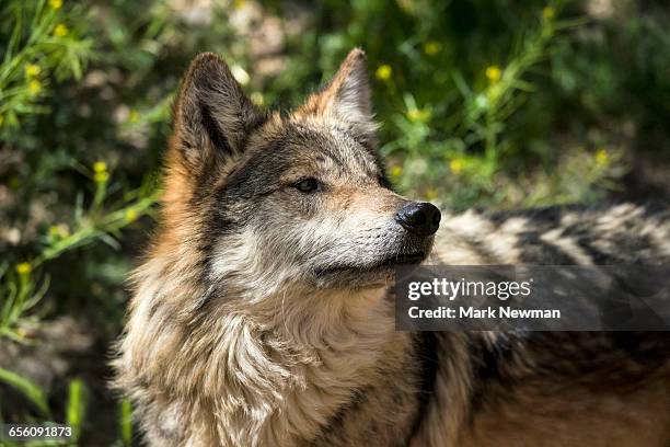 mexican wolf - lobo 個照片及圖片檔