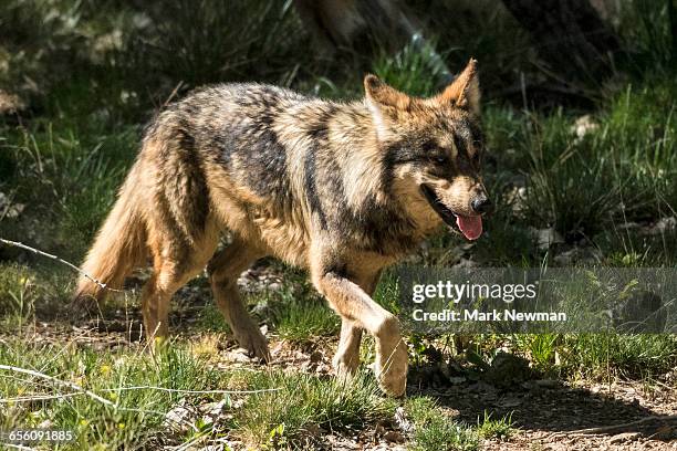mexican wolf - lobo stock pictures, royalty-free photos & images