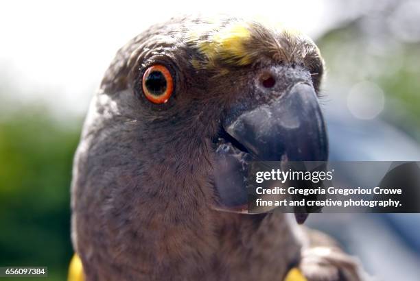 parakeet portrait - gregoria gregoriou crowe fine art and creative photography - fotografias e filmes do acervo