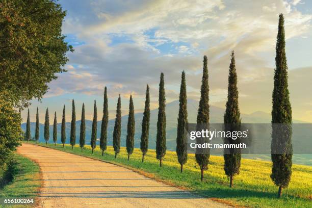 cipreses de la toscana, italia - tuscany fotografías e imágenes de stock