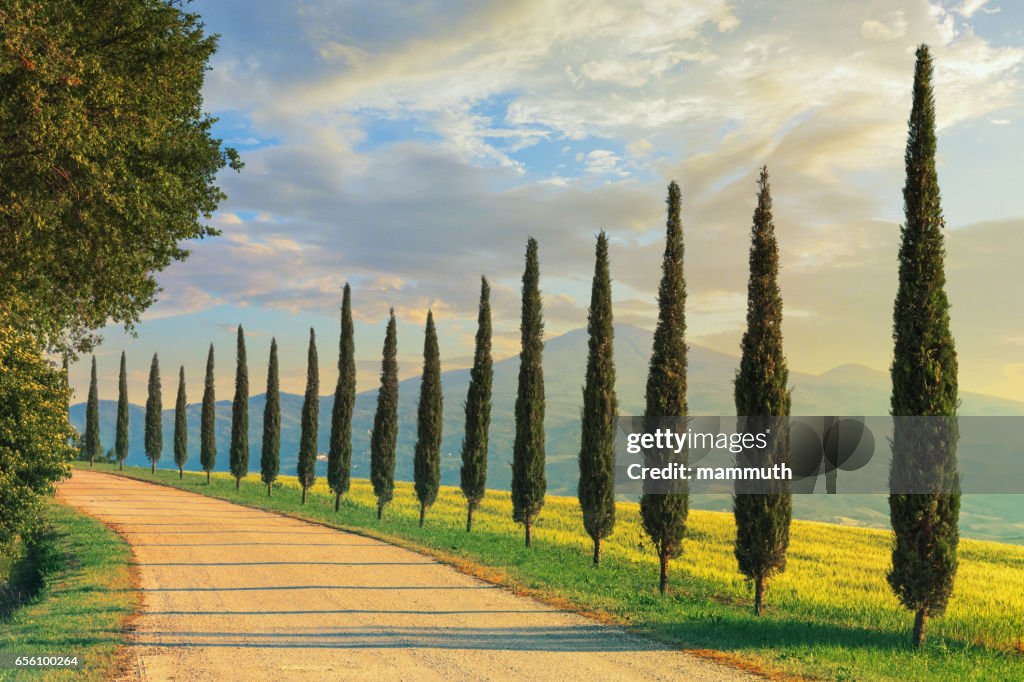 Cipressen in Toscane, Italië