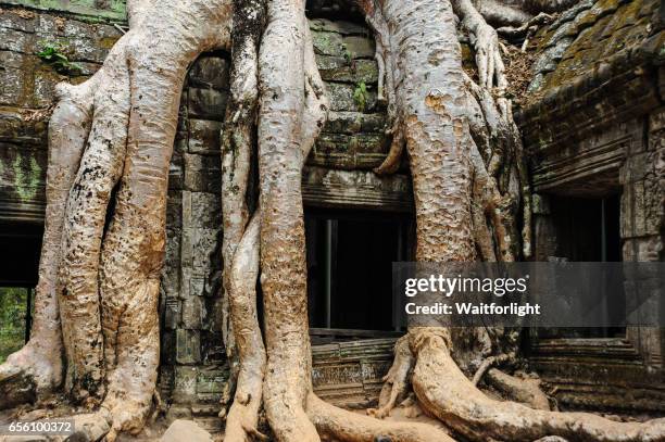 old buddhist monastery with large tree roots growing on roof,cambodia - banyan tree stock pictures, royalty-free photos & images