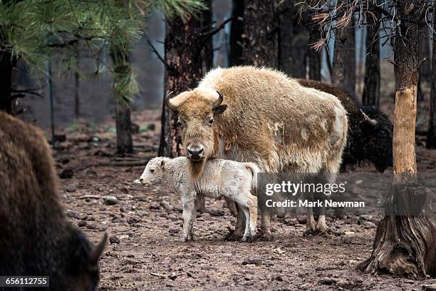 white bison (buffalo) - bisonte-americano imagens e fotografias de stock