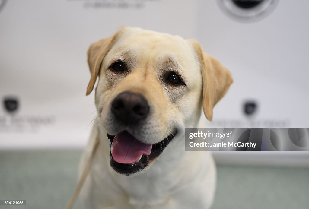 The American Kennel Club Reveals The Most Popular Dog Breeds Of 2016