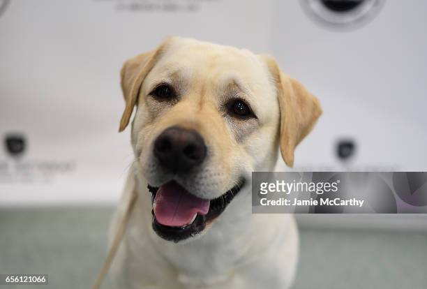 Labrador Retriever, the number 1 most popular breed of 2016,is shown at The American Kennel Club Reveals The Most Popular Dog Breeds Of 2016 at AKC...